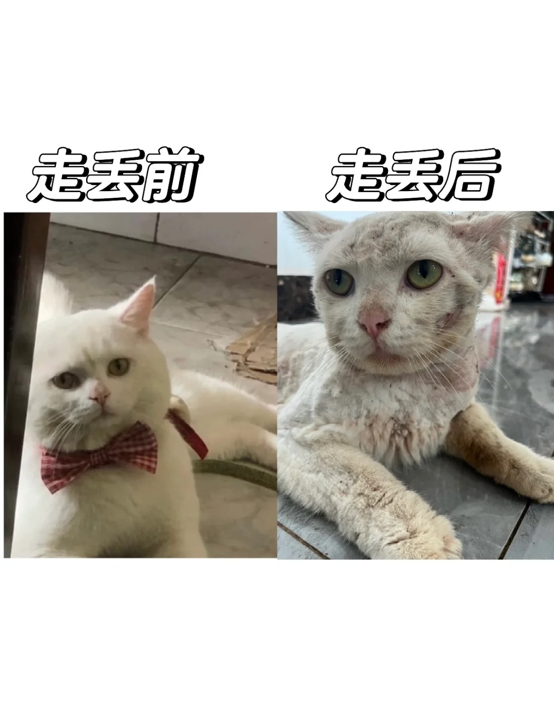 真的是同一只猫吗😭
怎么差别那么大猫猫你啊到底经历了什么？
