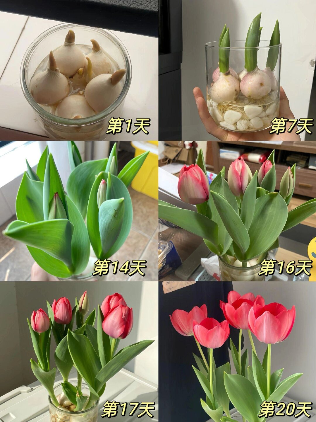 郁金香种植季来袭，和我一起为春天添色彩🌷

亲爱的花友们，感受到春天的脚步了吗