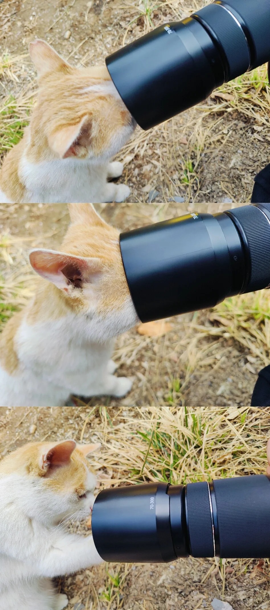 长焦进头
六公寓守门员福福好像对镜头很感兴趣