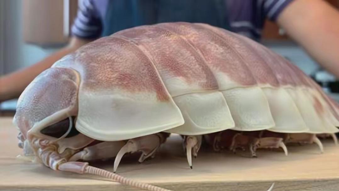 绝食1868天，把自己饿死在日本水族馆，这只大王具足虫怎么了？