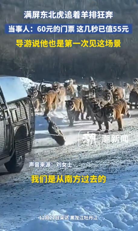 黑龙江，女子花60元从南方去往牡丹江看东北虎，在东北虎的景区里，她在观光车上看到