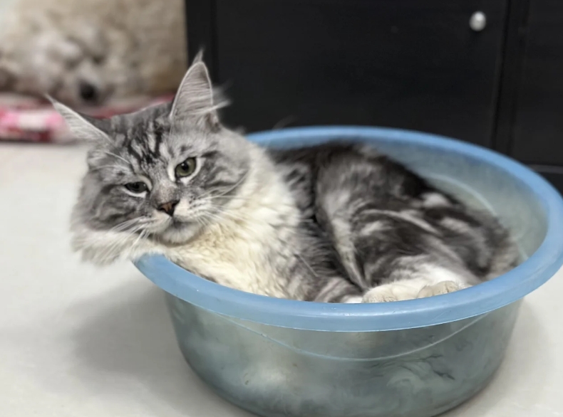 我有“一盆”猫