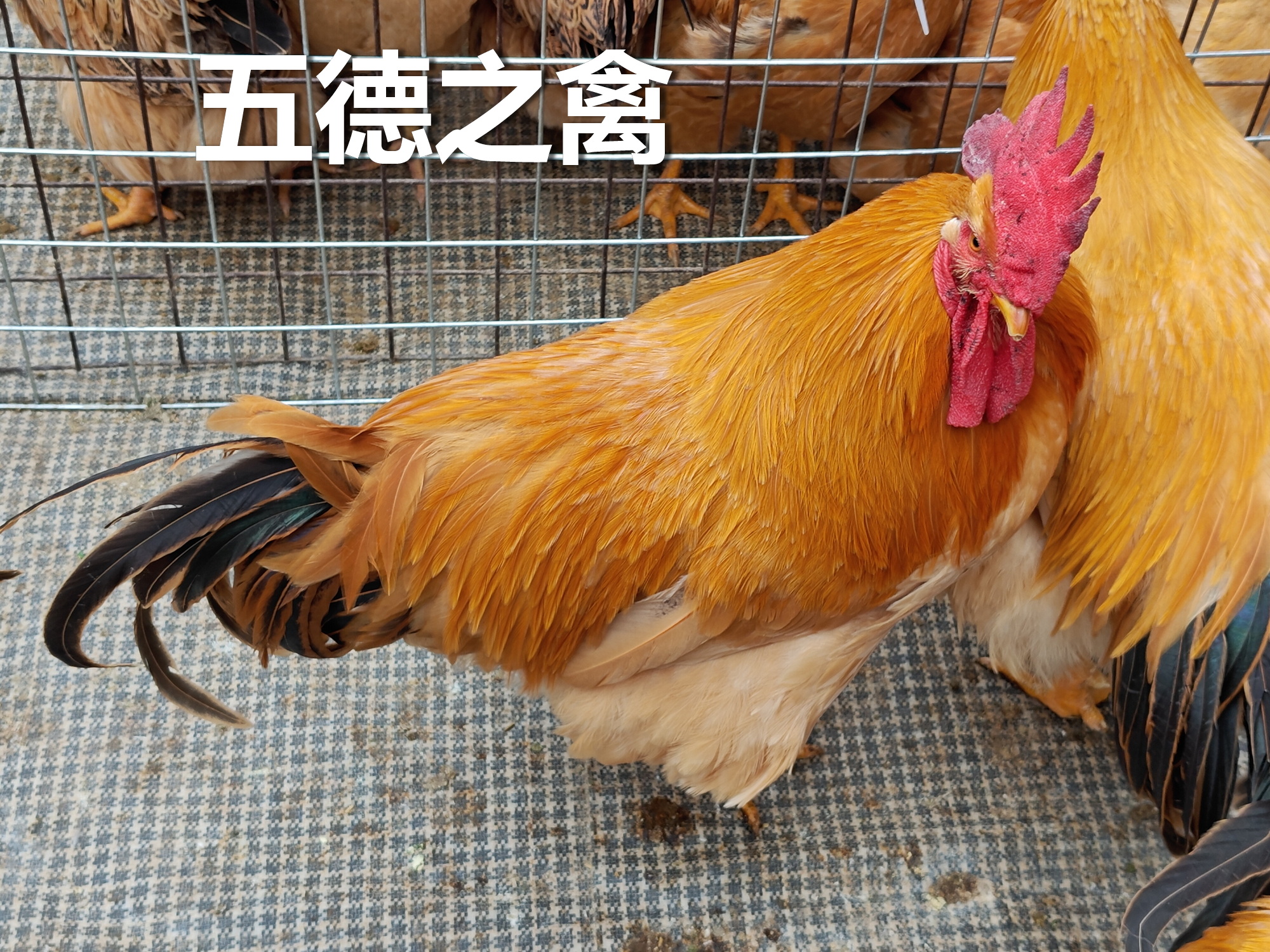 公鸡有五德曰：文、武、勇、仁、信。《韩诗外传》说，它头上有冠，是文德；足后有距能
