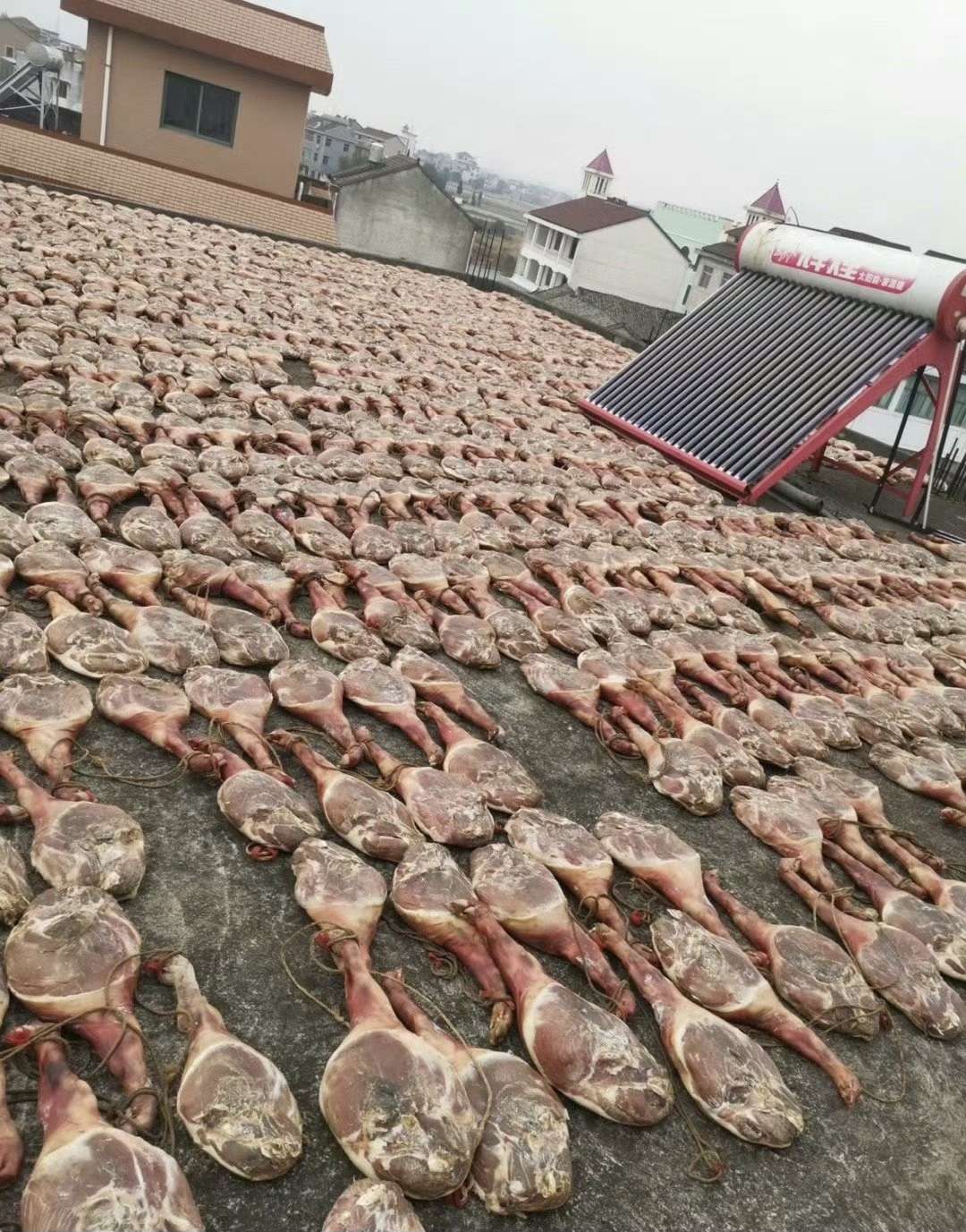 只有南方人知道上千头猪在屋顶的含金量