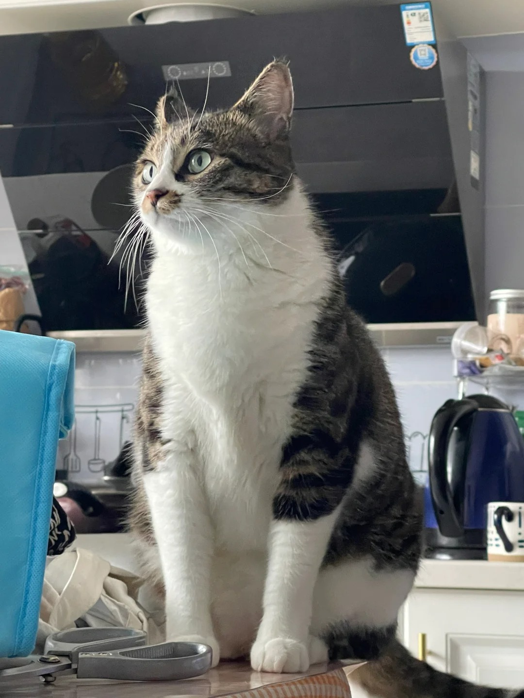 我的小猫