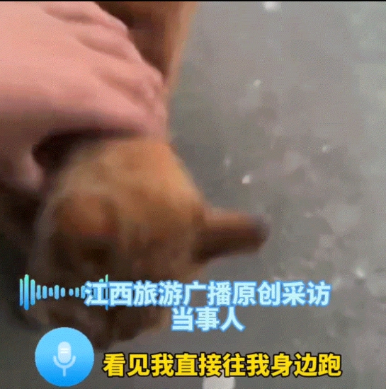 一男子因为有事，回了一趟6年都无人居住的老家，结果刚进院子就发现，妈妈以前养的猫
