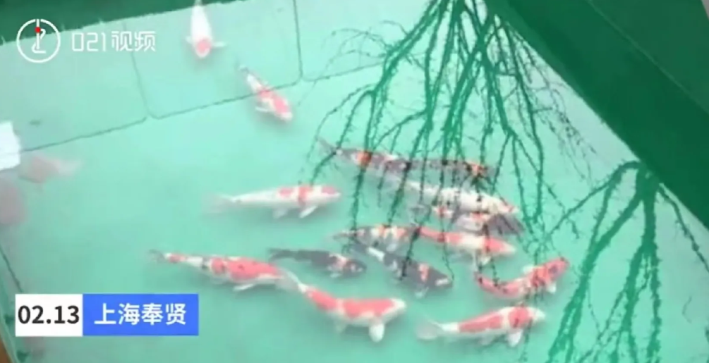 上海奉贤，女子花费5万多买了13条锦鲤，养在自家的荷花池里，不仅赏心悦目，更能给