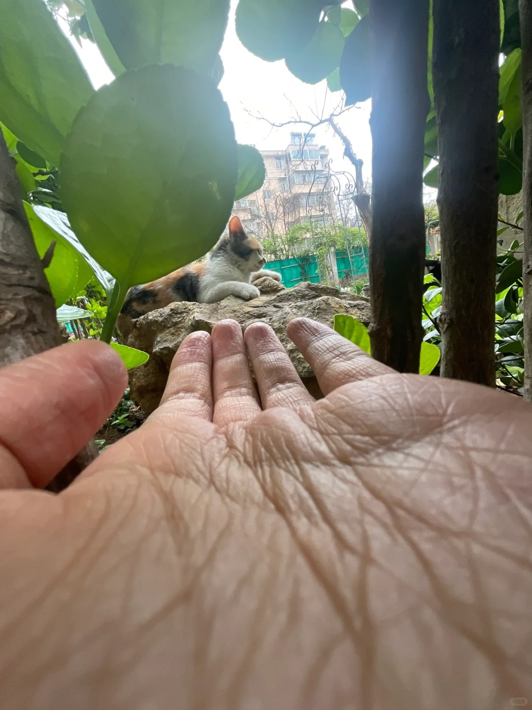 咪咪快到这里来🫴
#喵喵 快来快来小猫咪