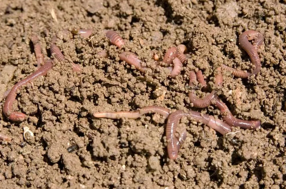 蚯蚓用方言怎么说，我们这叫he la chong zi