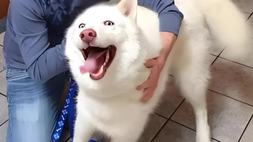 狗狗一生有“15个心愿”，很简单，但很多人却做不到！