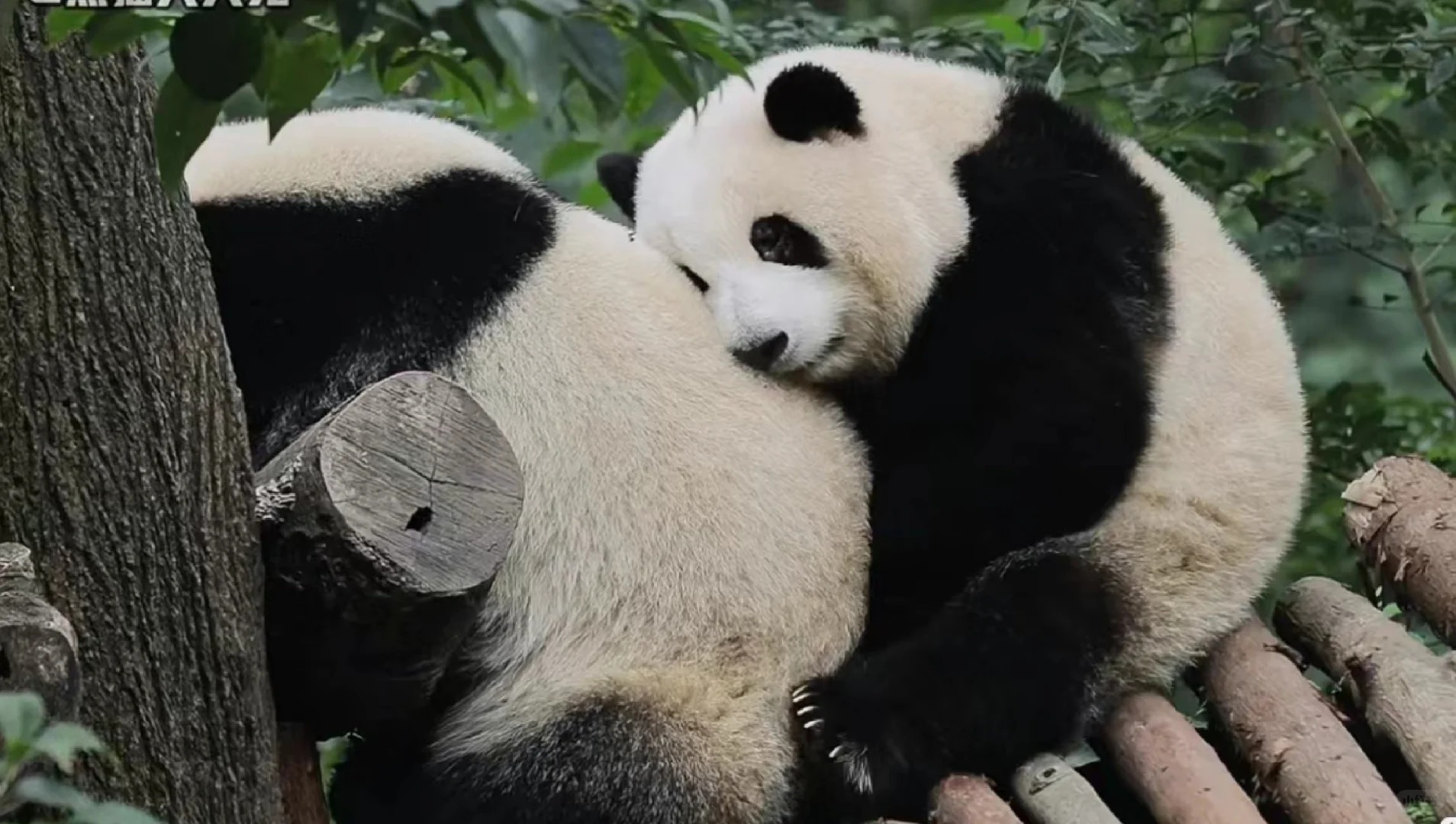 花🌸叽:我和我幺妹的日常
我和我幺妹的快乐，你我都懂得