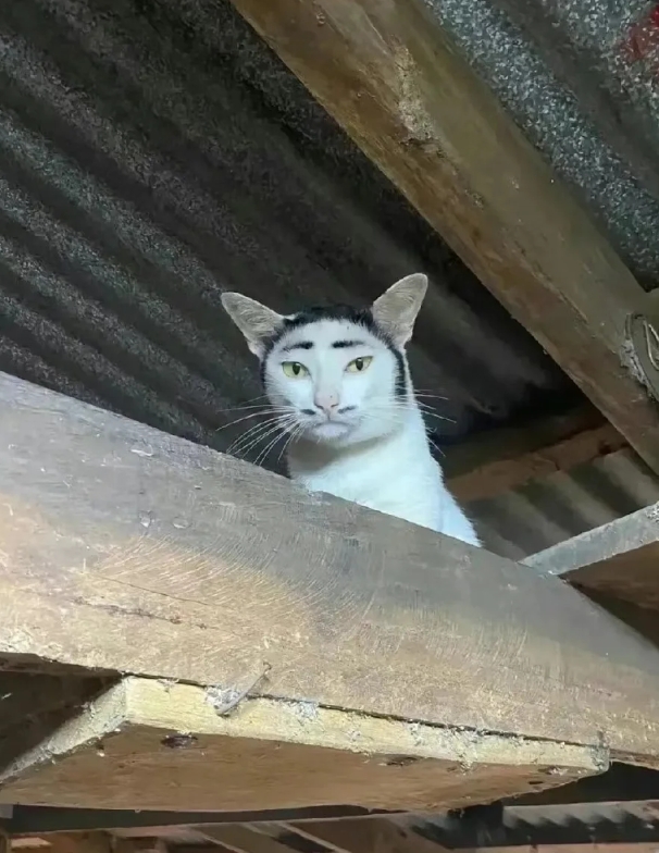 谁有这样的丑猫，建议丢了，让我来养。