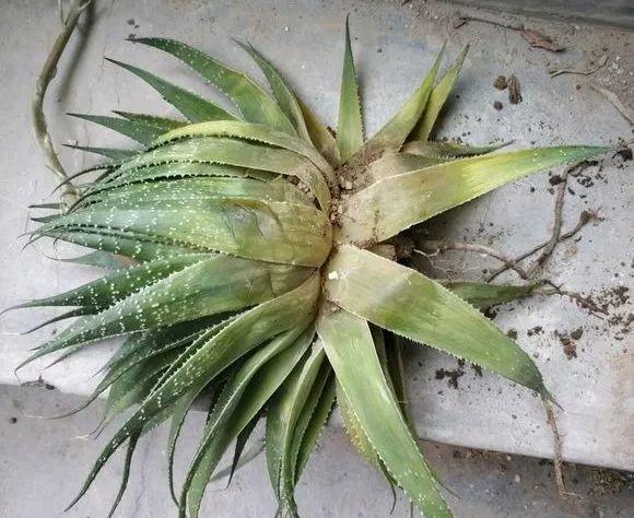 

芦荟 怎么浇水[疑问] 芦荟的叶片比较肥厚， 对水分的需求量不是很大，一旦控