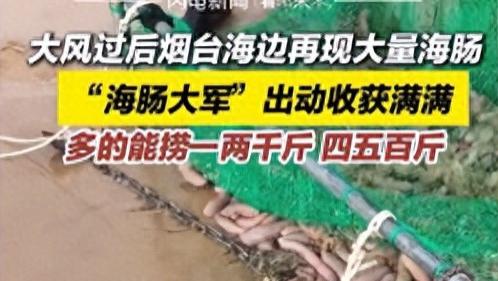 大风过后烟台海边为何出现大量海肠？一晚捞千斤收益数万？