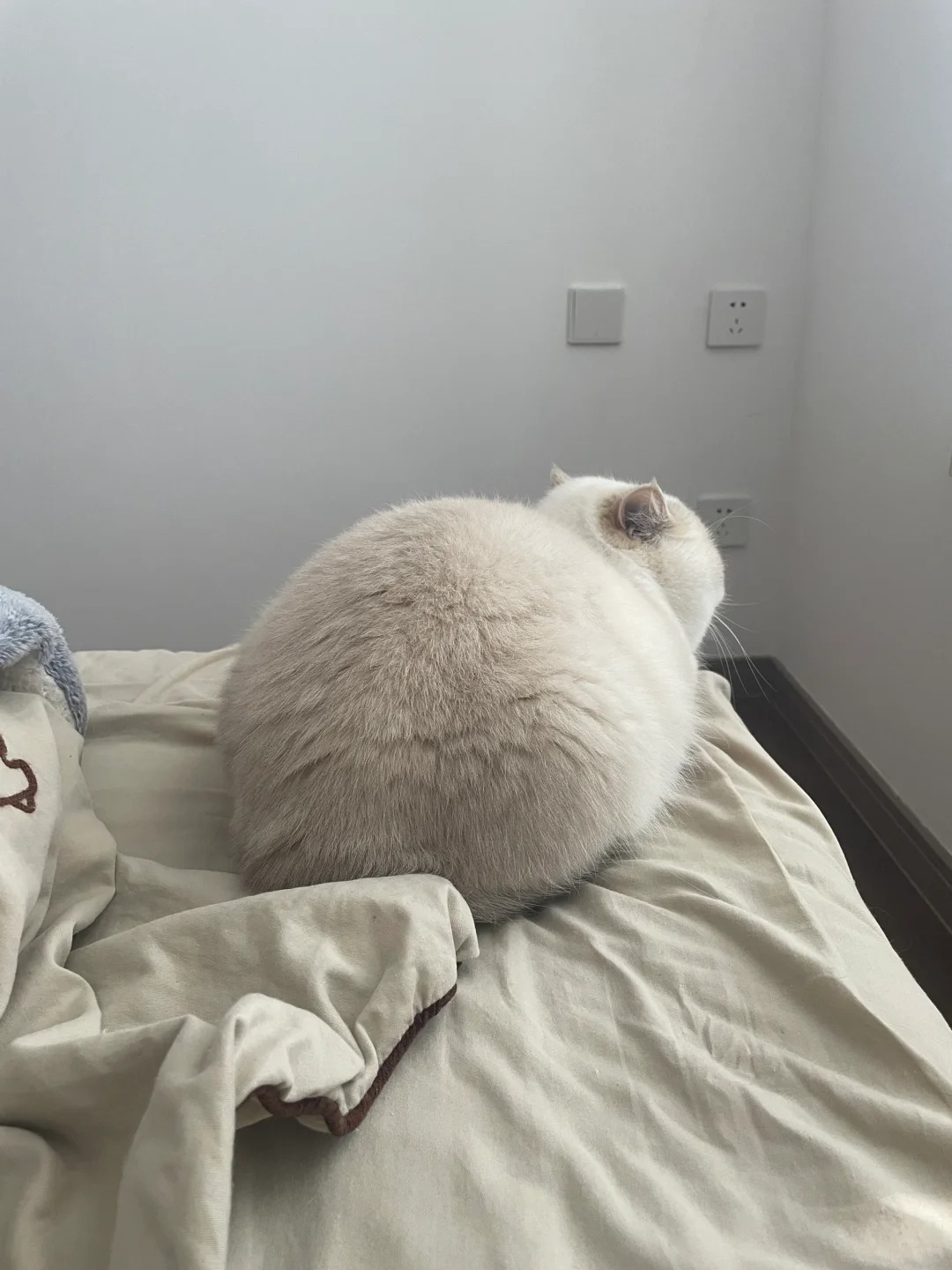 在上班，好想我的猫，想她震撼人心的屁股
呜呜呜
上班好孤单 身心都被社会遗弃，好