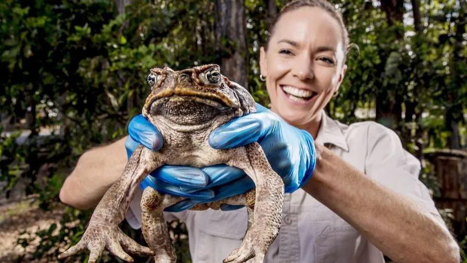 巨型毒蛤蟆澳洲横行，不仅毒翻鳄鱼还能吃蛇，数量狂飙至2.3亿只