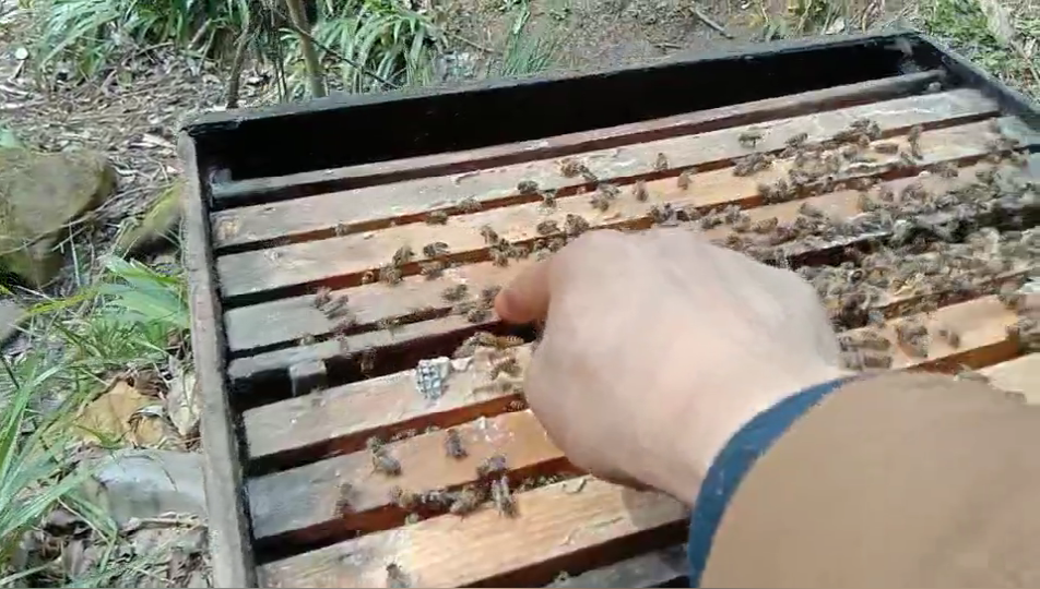 冬季到来前才发现忘记给蜂群更换新蜂王