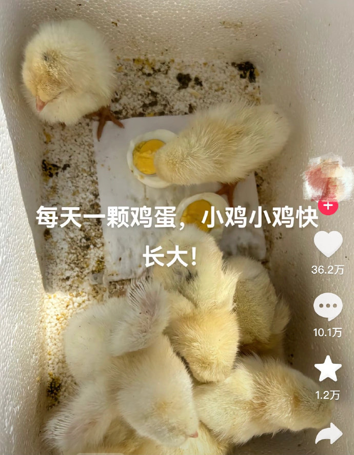 网友喂小鸡吃鸡蛋