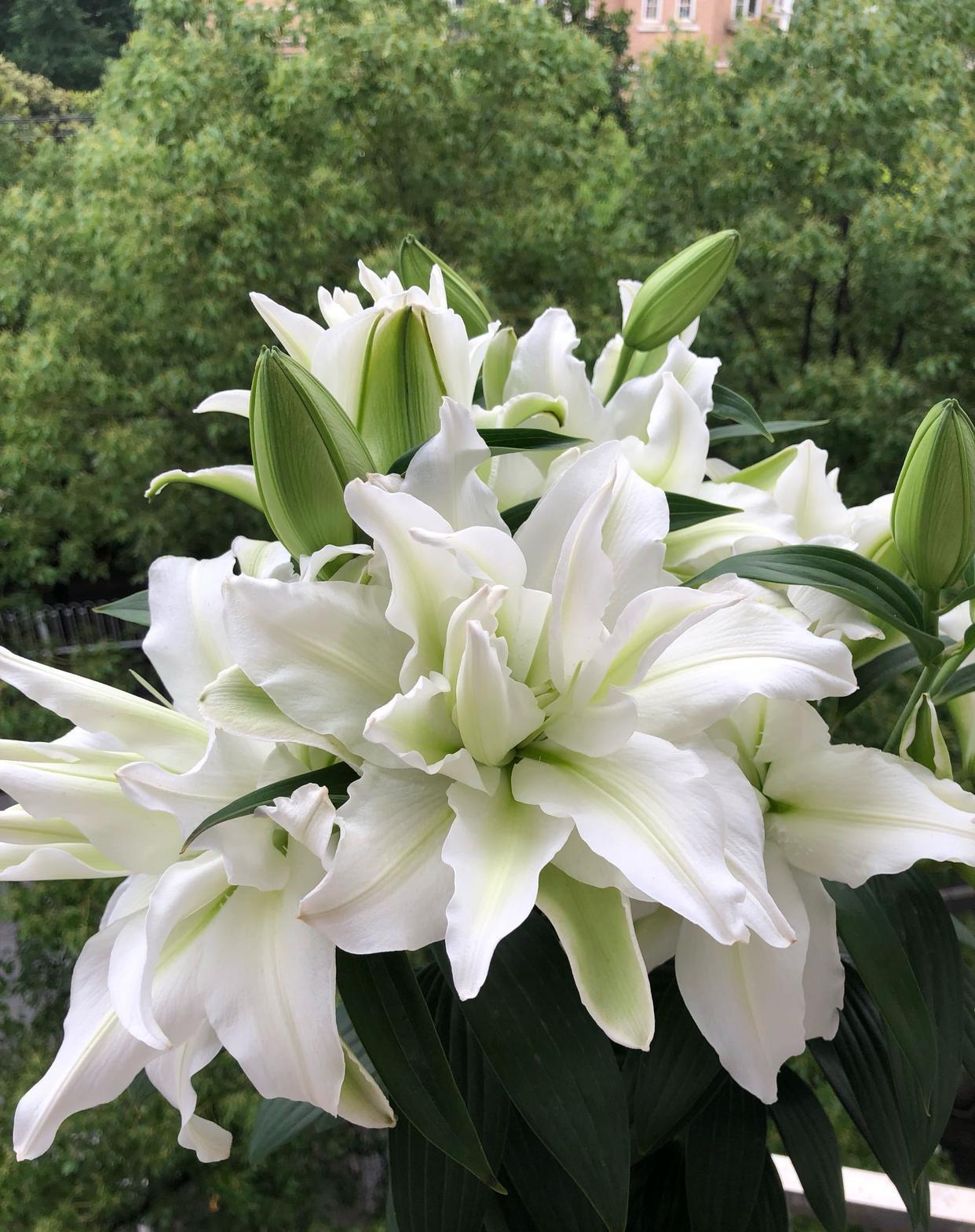 

立秋过后，就是养百合花的季节了，给大家介绍一个百合花里的“巨无霸”品种——爱