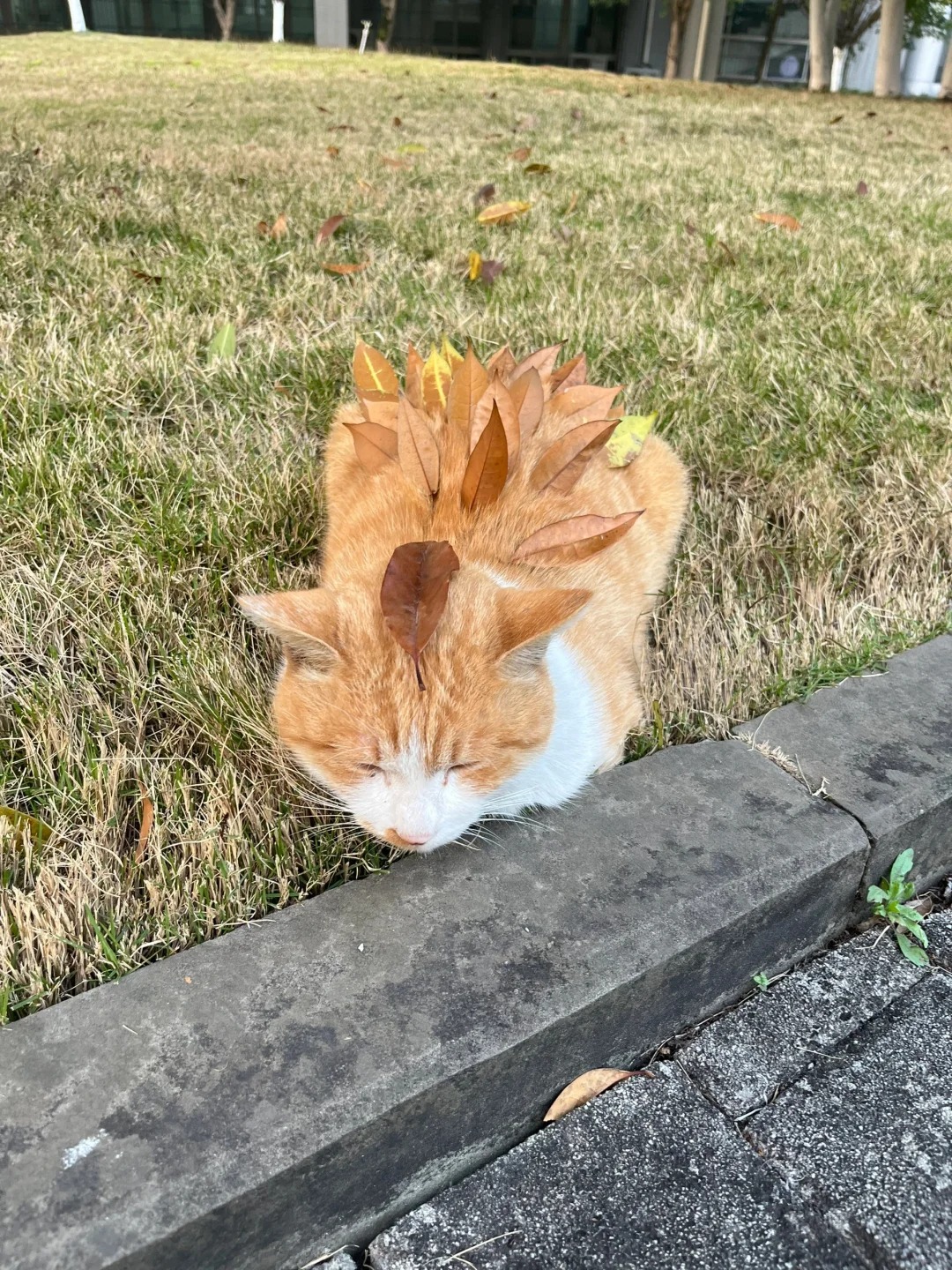 论学校猫咪对大学生有多信任🐱🐱🐾