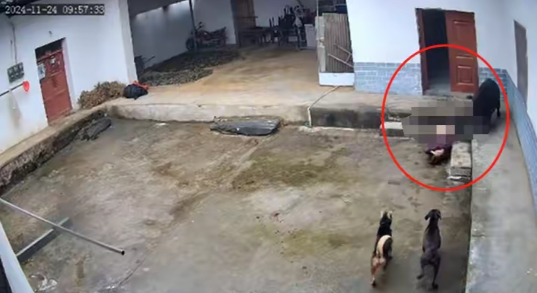  陕西一老人在院子里遭野猪撕咬，三只狗见了也害怕