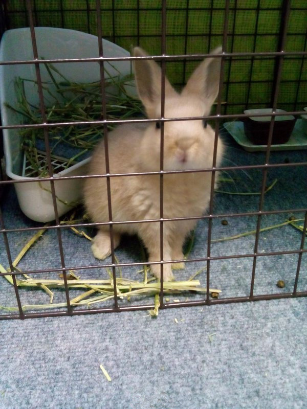 欺骗过了主人越狱成功了