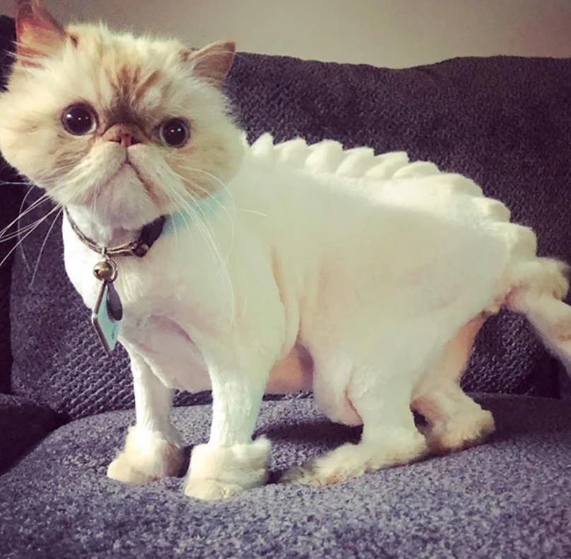 猫咪的新造型，多少有点不开心啊！