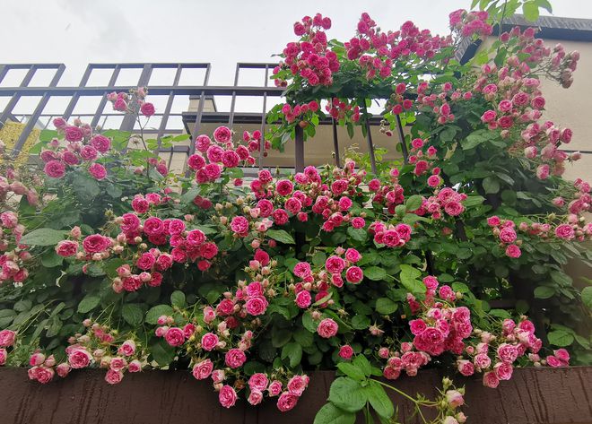 人间最美“胭脂扣”，月季花里的天花板