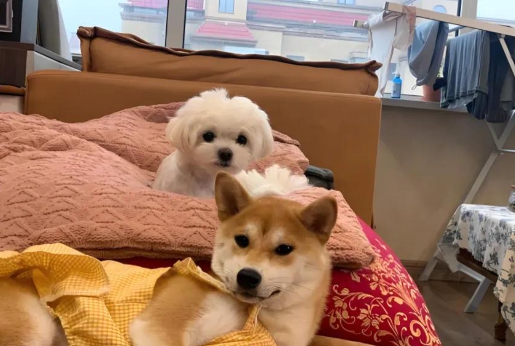 为啥狗狗在家称王称霸，出门却秒怂？原因竟是这样！