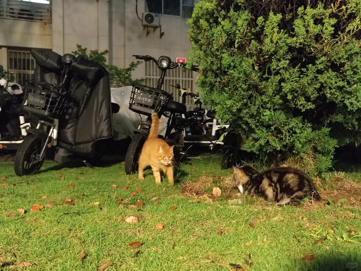 化行楼前这只橘猫叫什么名字呀