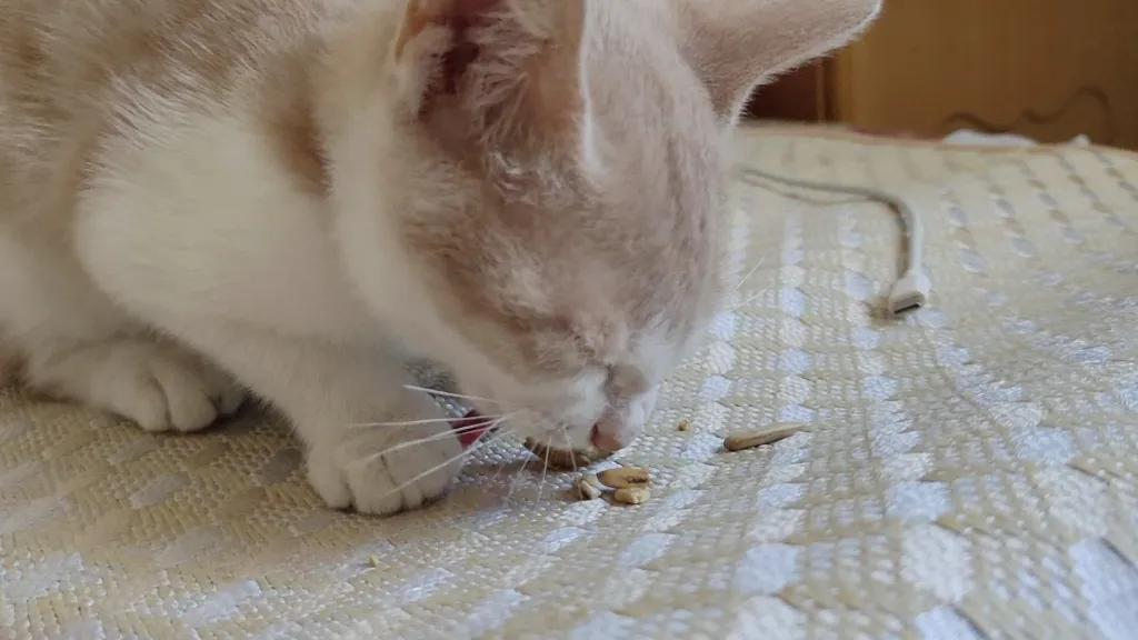 春节期间猫咪饮食安全指南
