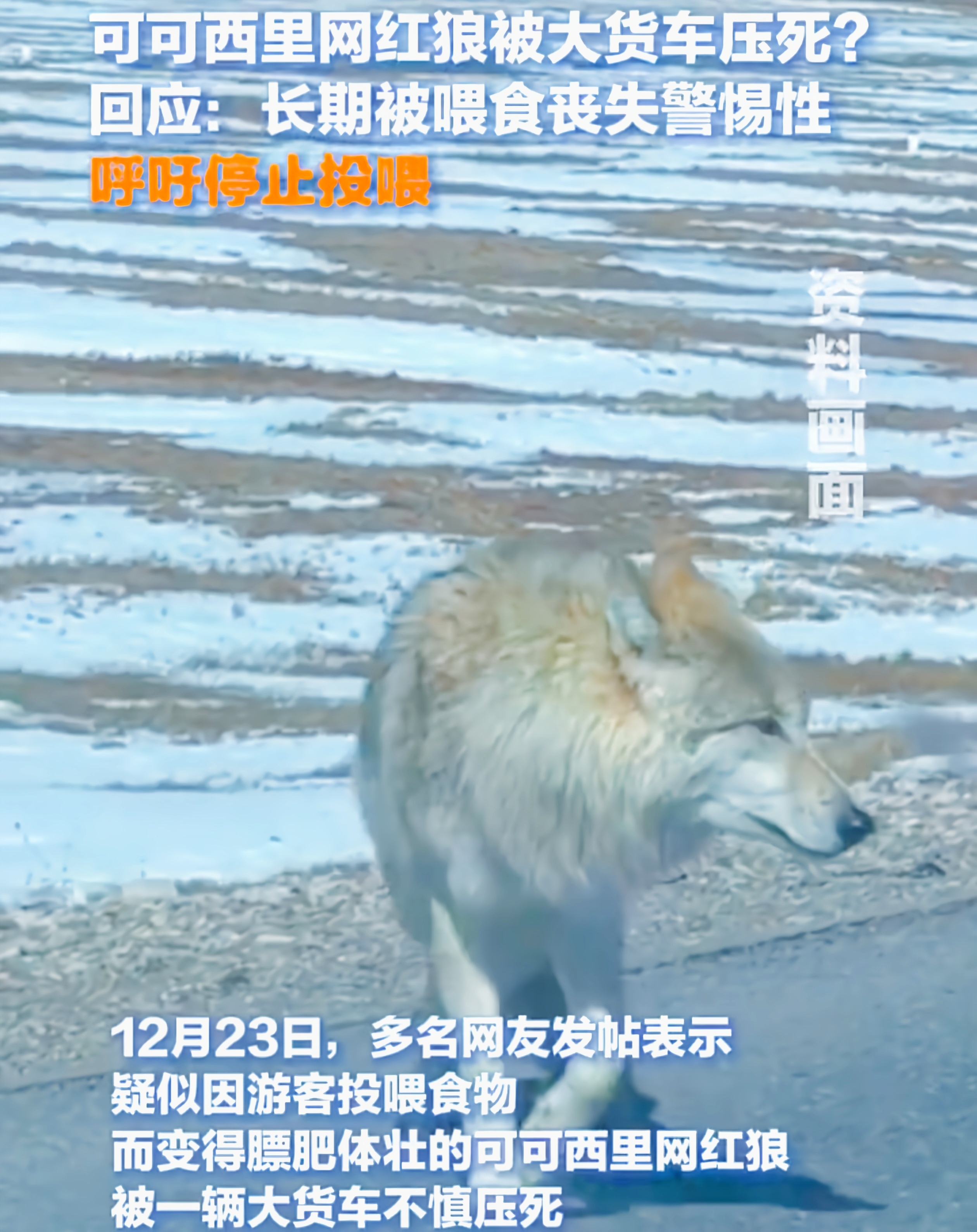 可可西里“网红狼”被货车压死