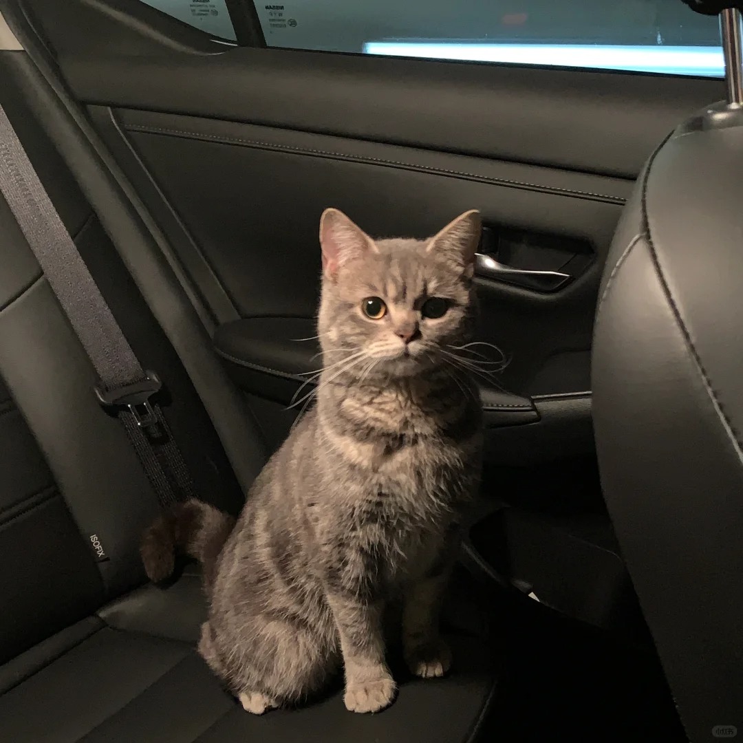 捡到一只漂亮小猫
在外面捡到一只脾气巨好的小猫🐈

应该是贪玩跑出来了

谁会
