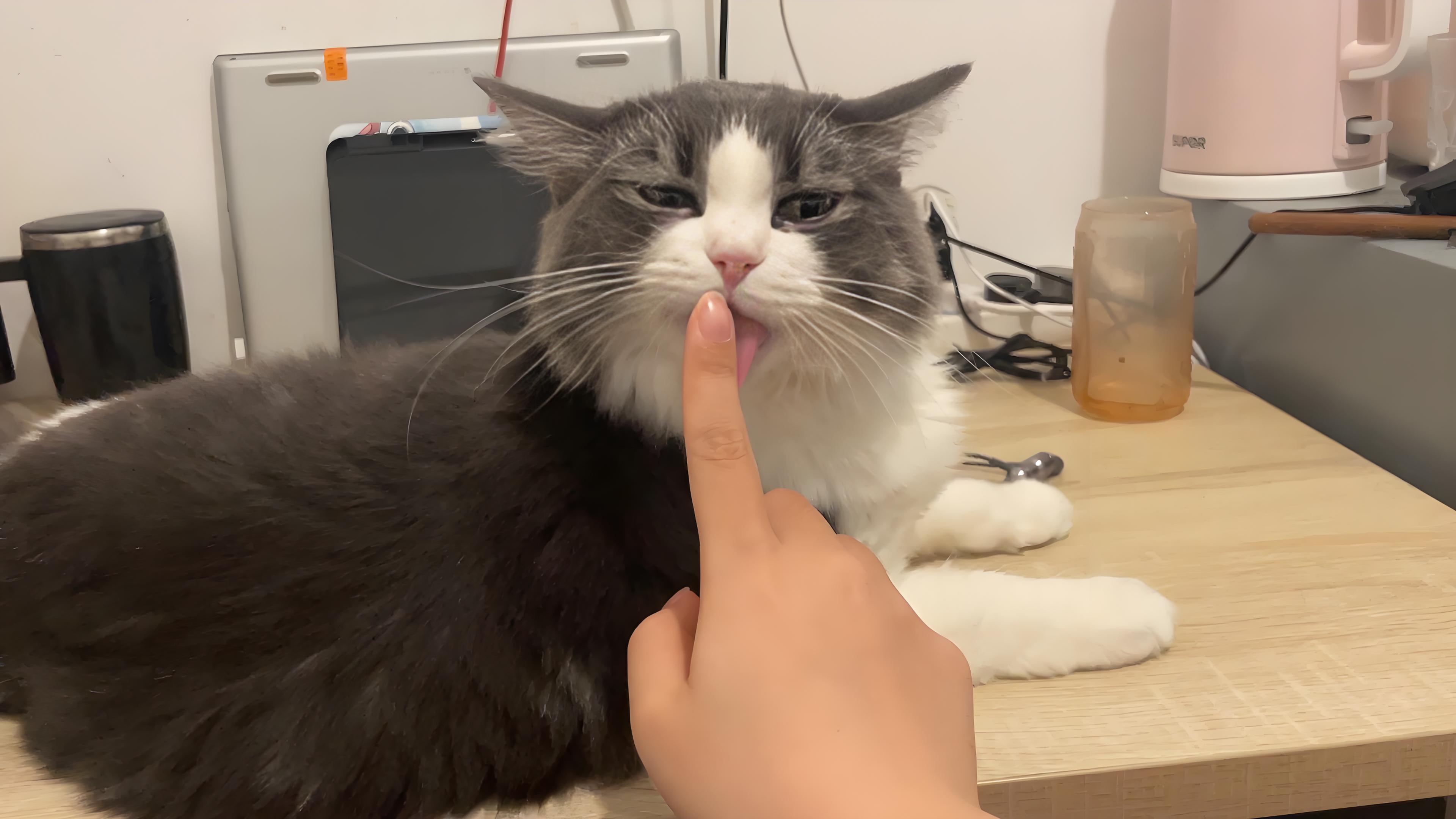 经常被打骂的猫与从未被打骂的猫：五大显著区别