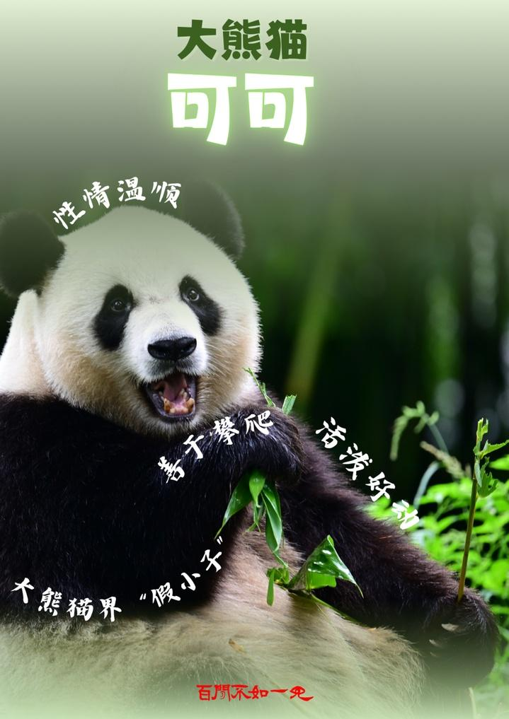 欧洲国家竟突然违约退返中国大熊猫！