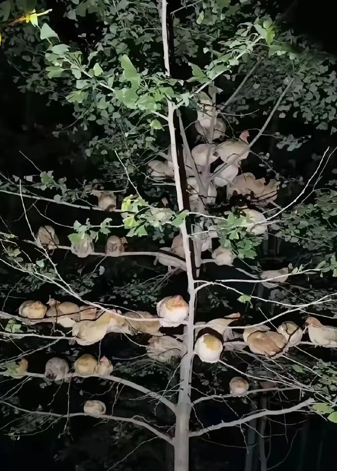 农村的都见过这种画面吧

