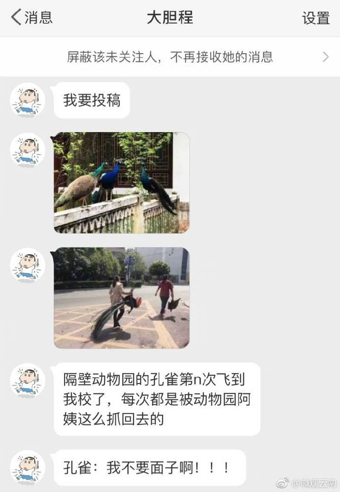 可怜的凤凰之子....