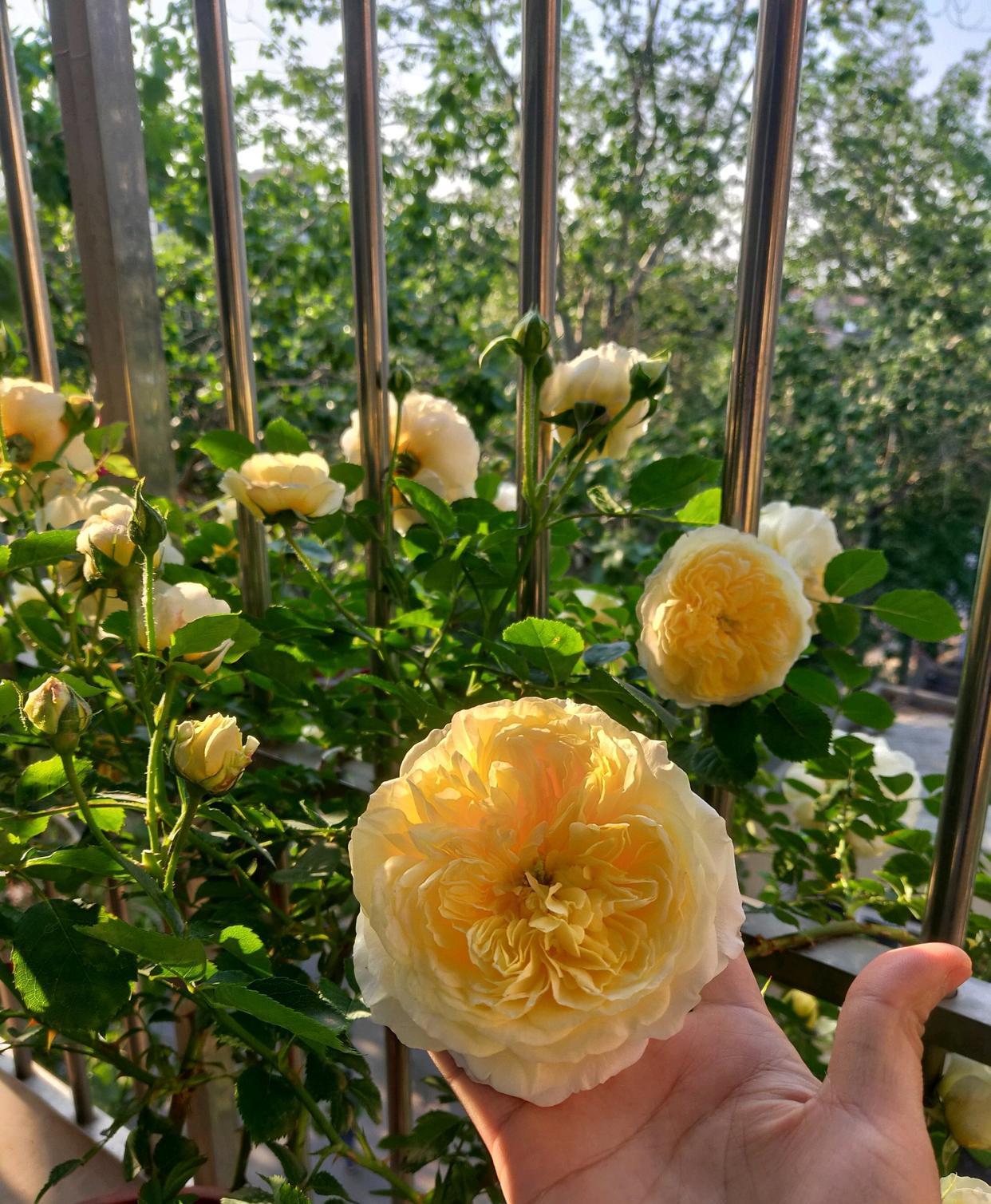 立秋已过，现在是适合养花的季节，你的阳台或院子还缺花吗？养棵“天路”吧，别名“朝