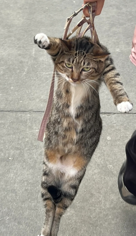 猫咪的迷惑行为