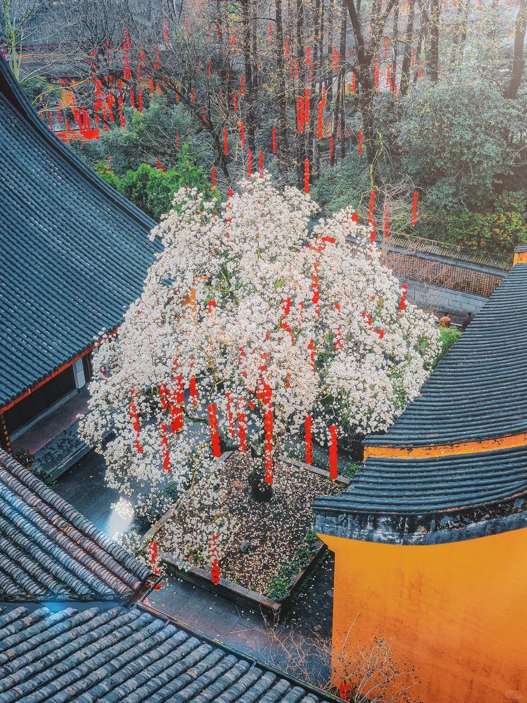 全杭州都在等‼️法喜寺五百年玉兰下周绽放
根据杭州的小伙伴近期回复
玉兰花已经悄