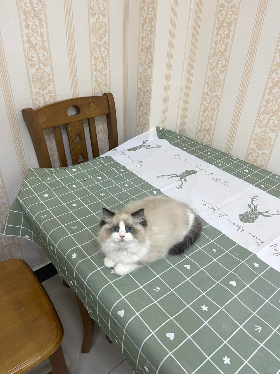听说现在布偶只值500一只了
大几万的买的新脸版种猫，不论品像就给我砍价500一