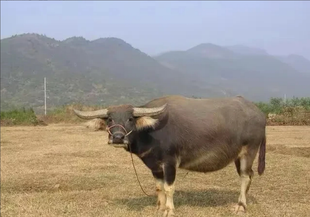 湖北，一大爷早上去喂牛，突然发现一具男尸躺在牛棚里，背部被戳个血窟窿，大爷吓得瘫