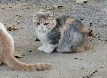 天呐！这是落难猫猫公主吧！ ​