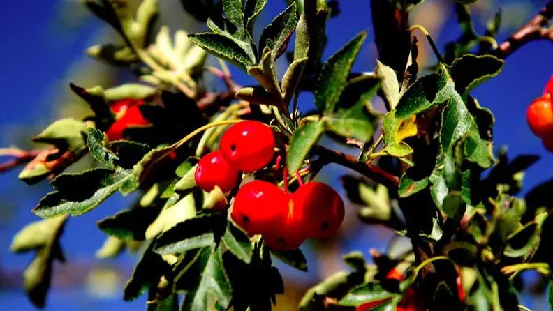 雪域炉霍 品味俄色——俄色茶成都品鉴会在成都茶文化公园成功举行