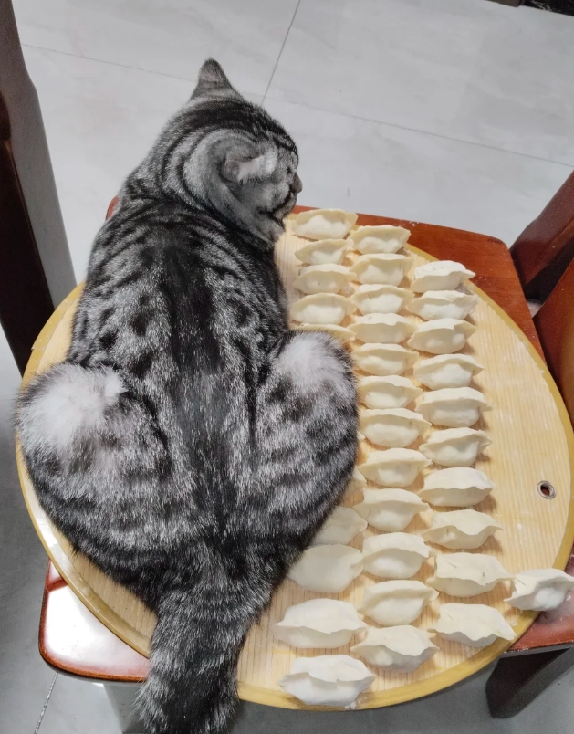 你们家的猫也会这样吗？