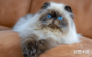 知名影星之死，爱猫的女人和她的两任丈夫