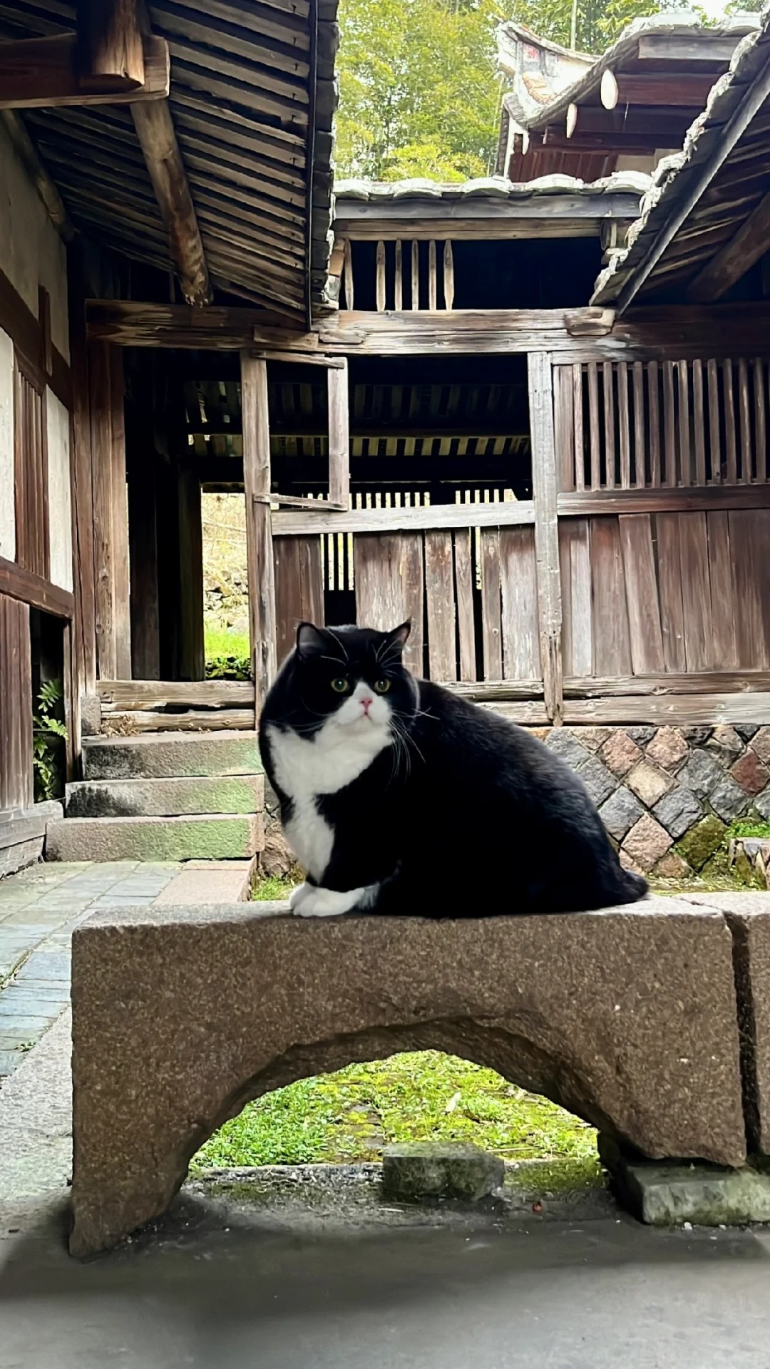 一边📷一边有伯伯问“这猫是不是很贵”
带糯米旅游的时候，有个大伯看到就和旁边的