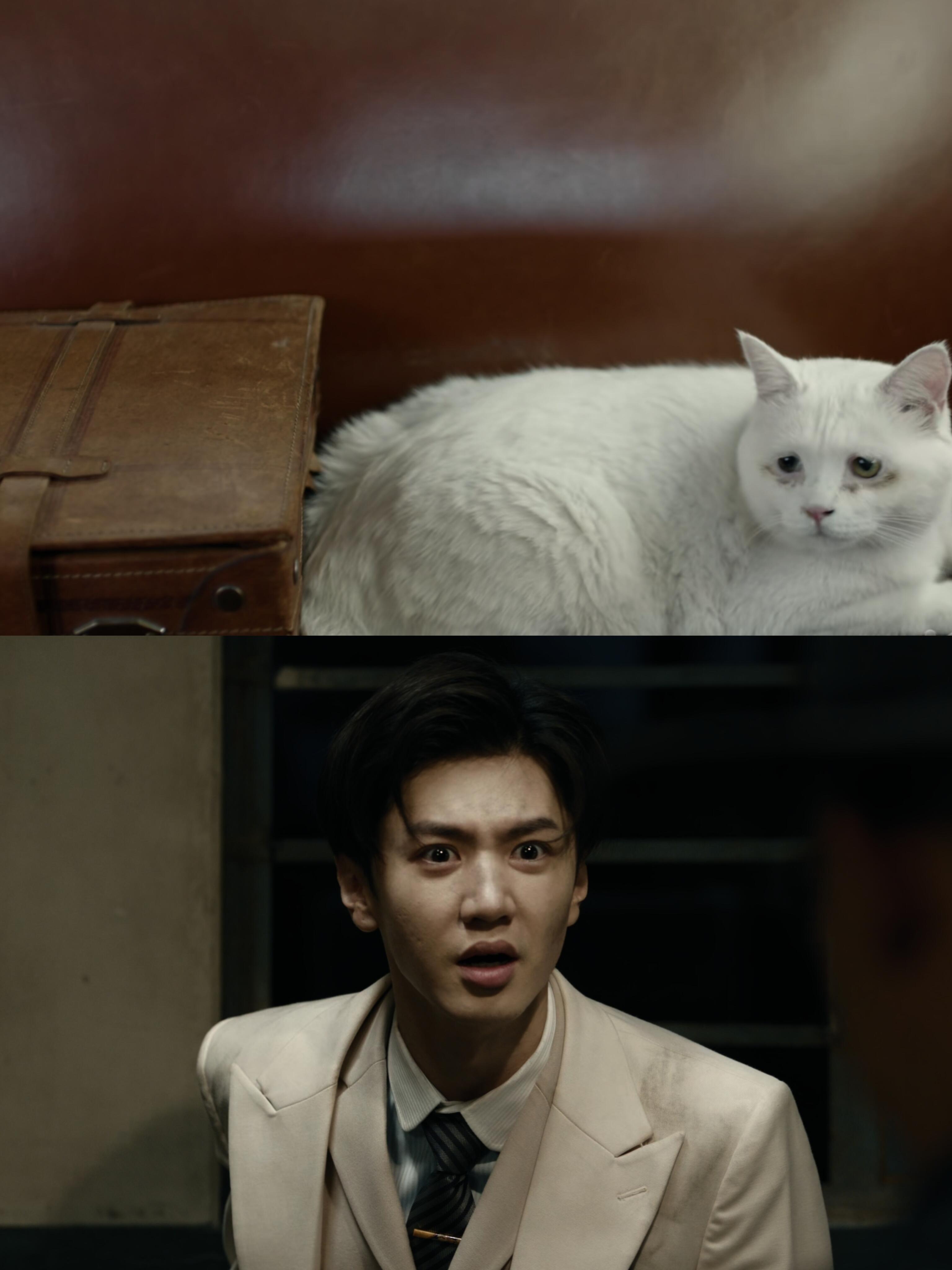 暗夜与黎明：感觉这只猫长的跟林少白好像