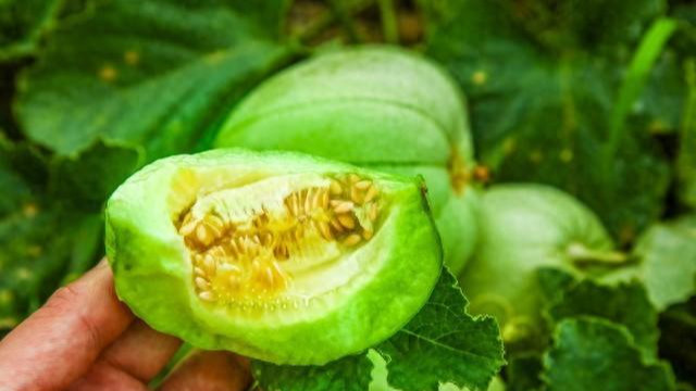 小苏打叶片喷洒：揭秘其对防治植物病害的真实效果！