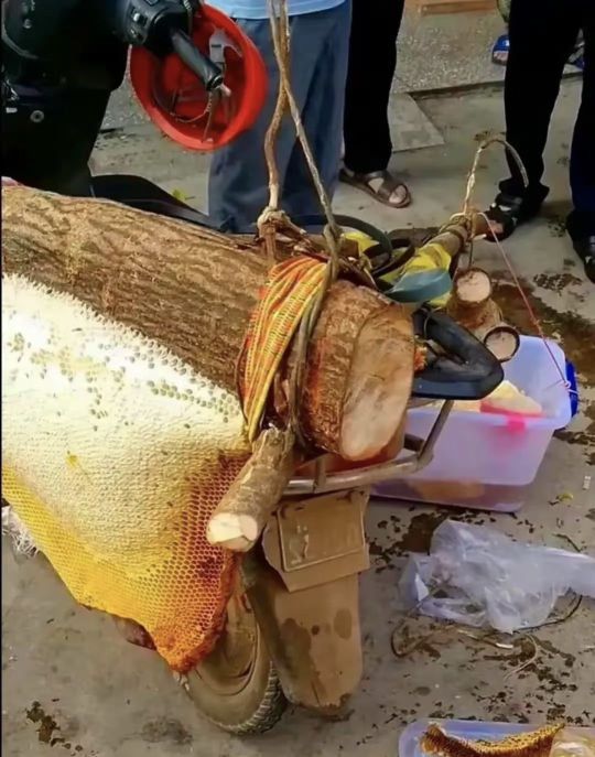 这蜂蜜真的很稀有吗？